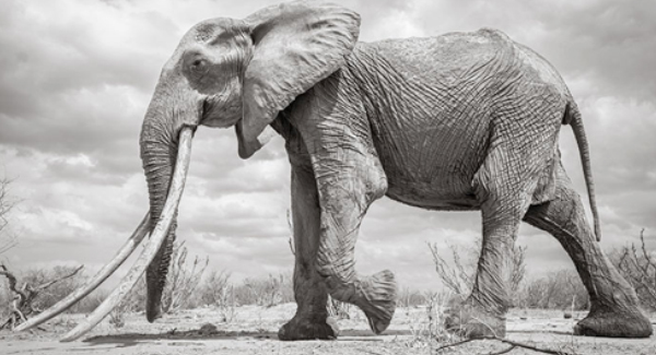 Last Photos Of The Legendary ‘Elephant Queen’ Before Her D.e.a.t.h – Elephant Life 