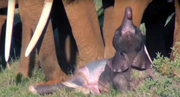 How A Baby Elephants Was Born