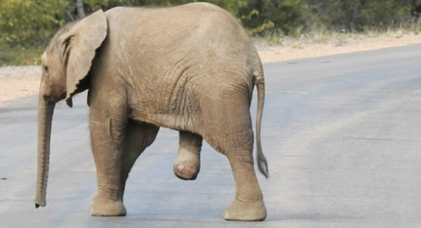 Heart-Breaking Photos Shows The Elephant Bravely Walking With A Stump