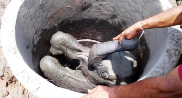 These Heartwarming Images Rescued A Four-Month-Old Elephant Calf From A Well