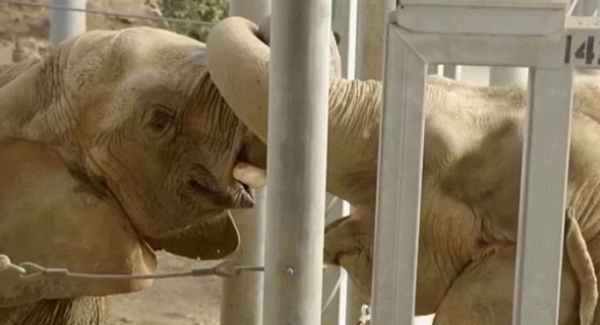 The Meeting Of A Lone Elephant In A Circus For Over 30 Years
