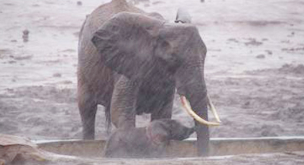 Nice Men Rescue Trapped Baby Elephant In The Rain  And Return Her To Her Mom