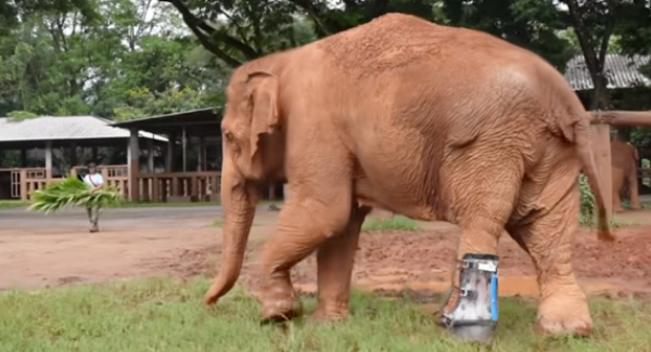 Elephant Happier Received Her Own Prosthetic Leg Walks Freely