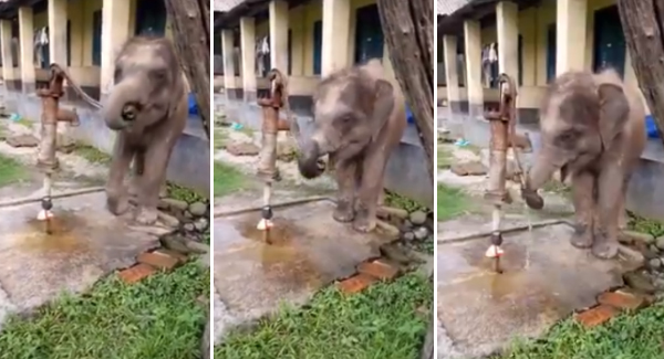 Adorable Baby Elephant Operates A Hand Pump With His Trunk To Quench His Thirst Make You Surprise