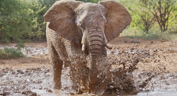 This Elephant Is Proving That You’re Never Too Big To Splash Around In The Mud
