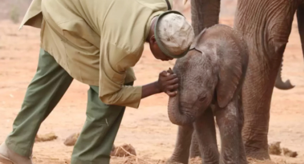 Mother Elephant Brings Her Baby To Meet The People Who Rescued Her – Touching Story