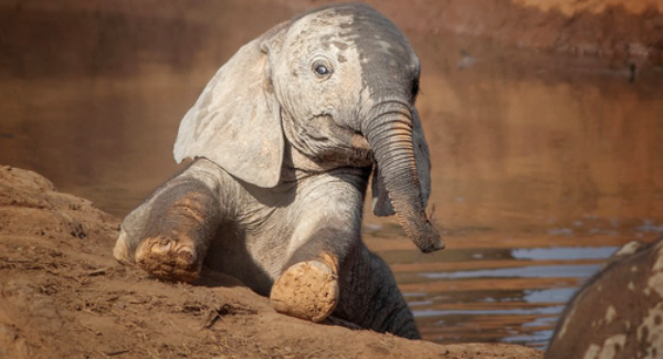 Cute Elephant Moments, Young Elephants Make A Splash As They Play In A Watering Hole