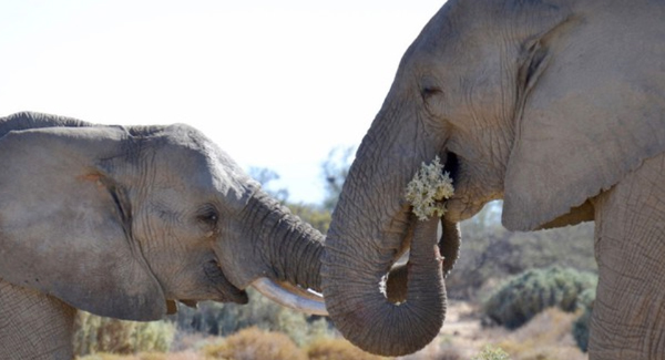 On Valentine’s Day, Male Elephants Shut Down The Wildflowers To Express Their Love With Lovers, She Was Shyly Shy