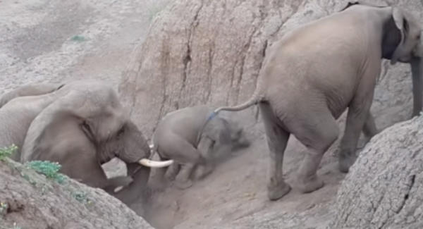 Adorable Moment Struggling Baby Elephant Gets A Helping Nudge Up Steep Riverbank