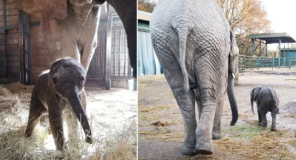 Animal Park Welcomed The First African Elephant Born In The UK – Elephant’s Life 
