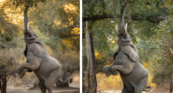 The Stunning Photos Show A Majestic Elephant Standing Up To Eat