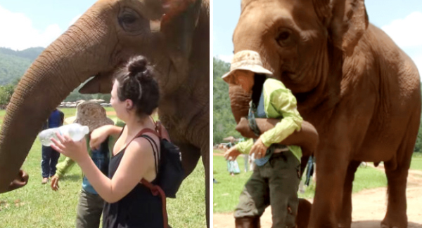 Touching Moments The Elephant Pushes Visitors Away So Her Caretaker Can Sing A Lullaby To Her Baby