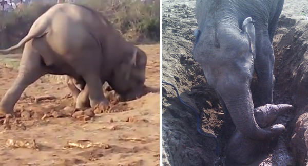 ʜᴇᴀʀᴛ-ʙʀᴇᴀᴋɪɴɢ Minute When A Mommy Elephant Spent 11 Hours Attempting To Free Her Baby From Muddy Well