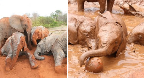 Adorable Of Cute Baby Elephants Bond With Their Siblings