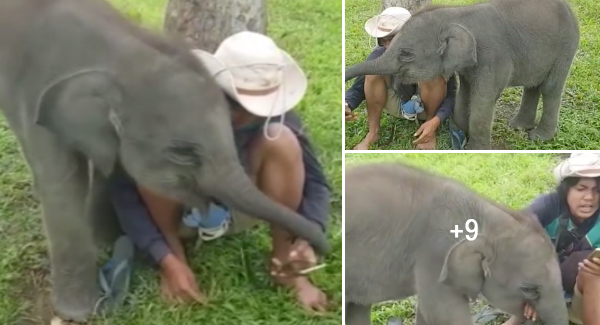 Funy Moment Of Cheeky Baby Elephant Tries To sᴛᴇᴀʟ Her Human Friend’s Phone From His Hand