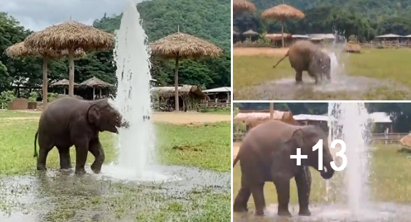 Cute Baby Elephant Caught Playing With The Sprinkler, Netizens Pour Their Heart Out