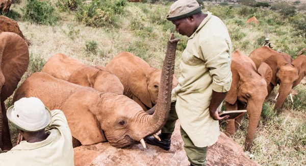 Amazing Photos  Between Orphaned Elephant And Their Keeper 