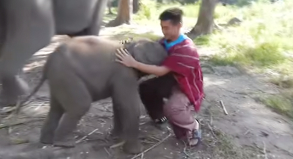 Melt Moments By A Man When He Asks Baby Elephant For Hugs And Gets More Than He Bargained For