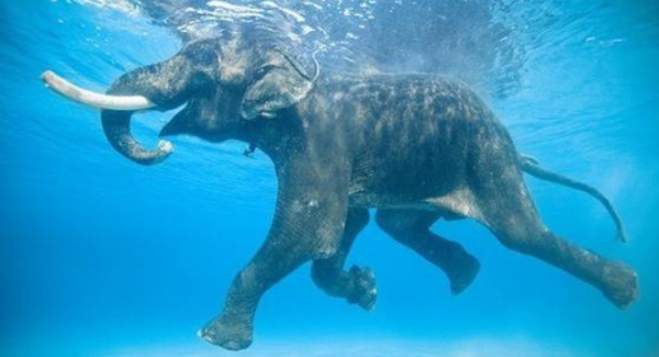 An Asian Elephant Was Rescued From The Ocean 10 Miles From Shore, Have Left It Exhausted