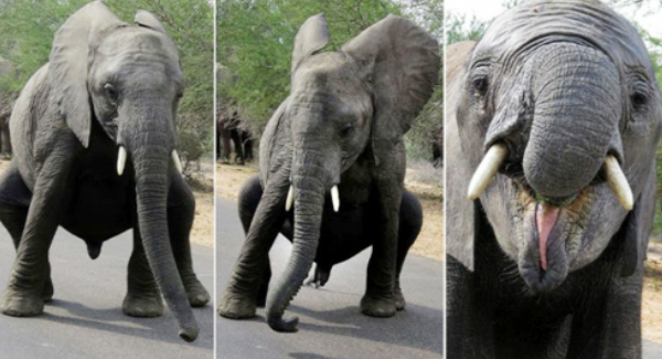 Baby Elephant Break Dances For The Camera You Have Never Seen