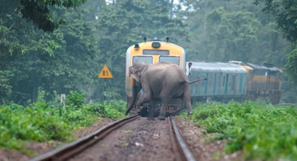 Eɴᴅᴀɴɢᴇʀᴇᴅ Elephants In The Indian Jungles After A Train Line Was Built To Cut Straight Through The Forest