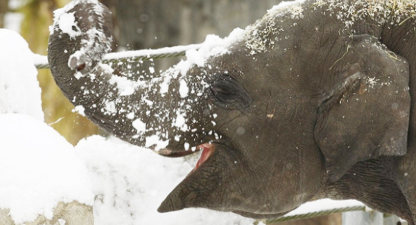 Beautiful Photos Of Elephants In Snow You Have Never Seen