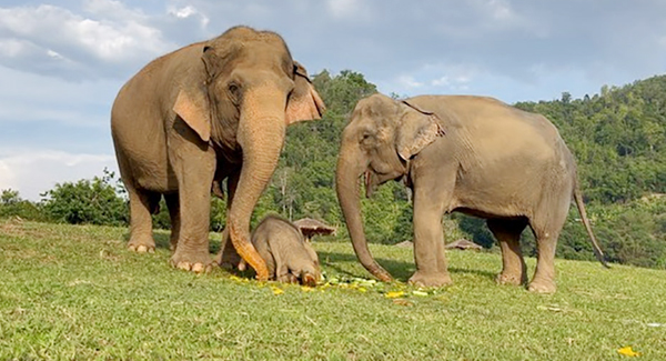 Thousands Of People Have Been Moved By The Elephant’s Kind Demeanor Helped An ʙʟɪɴᴅ Elephant To Food