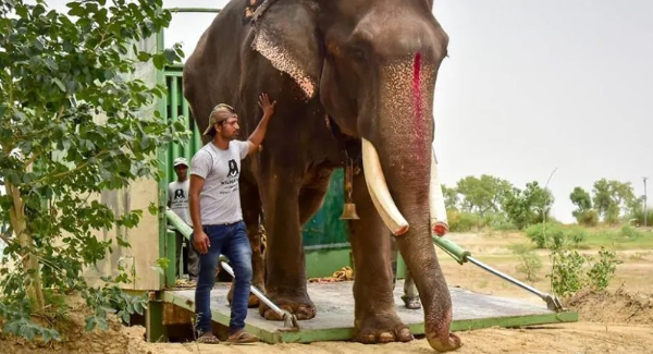 The Elephant Was Abused For 50 Years And Lived In Chains, Is Finally Freed By Wildlife Sos