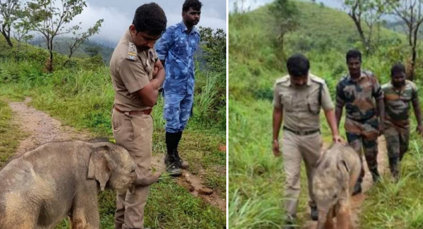 Baby Elephant Hugs Forest Officer, Beautiful Photos Go Viral, It Has Won People’s Hearts