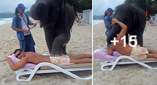 Tourists Flock To Thailand Jungle Camp To Try An Elephant Massage By Three-Tonne