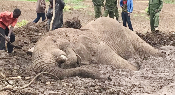 Elephants Trapped In Mud For Two Days, What Happens Next Will Leave You Stunned