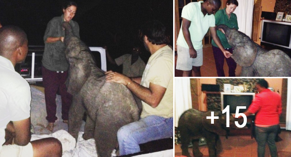 A 10-Day-Old Baby Elephant Ran Away From Its Mother Went To The Gadrener’s House