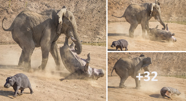 Mother Hippo Was ᴛʜʀᴏᴡɴ Into The Air By An ᴀɢɢʀᴇssɪᴠᴇ Elephant As She Tries To Protect Her Baby