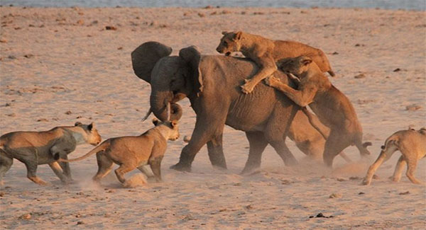 The Impressive Moment A Herd of Elephants Club Together To Save One Of Their Young Calves From ʜᴜɴɢʀʏ Lionesses Has Been Caught On Camera In Botswana
