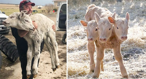 Three-Headed Calf Born In Saskatchewan ꜰʀᴇᴀᴋ Out Everyone