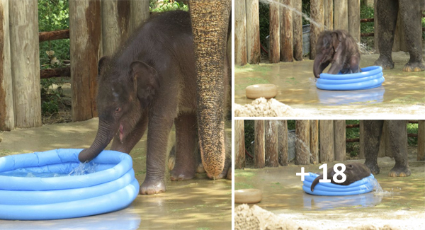 Adorable Baby Elephant Plays In Inflatable Pool At Zoo