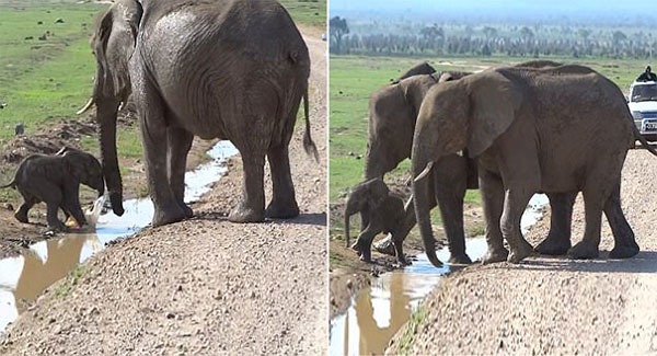 Adorable Baby Elephant Conquer His ꜰᴇᴀʀ of Water With Help From Mom