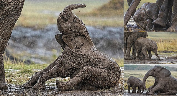 Sad Little Stick In The Mud Who Had To Beg Mum Help To Stand Up When He Sʟɪᴘᴘᴇᴅ In The Dirt After A Rain Deluge