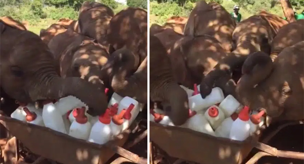 Adorable Baby Elephants Successfully ‘ᴘʟᴏᴛᴛɪɴɢ A Milk ʜᴇɪsᴛ’