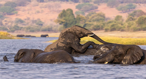 The Beautiful Elephants Of Africa: On Land And In The Water