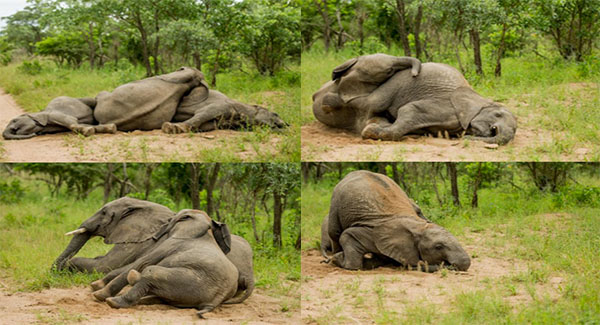 The Funny Moment Of Elephants Stumbled Around And Fell Over After Eating Marula Fruit