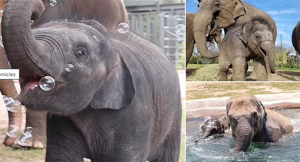 Wide-Eyed Baby Elephant Spends His Day Playing With Bubbles At The Fort Worth Zoo