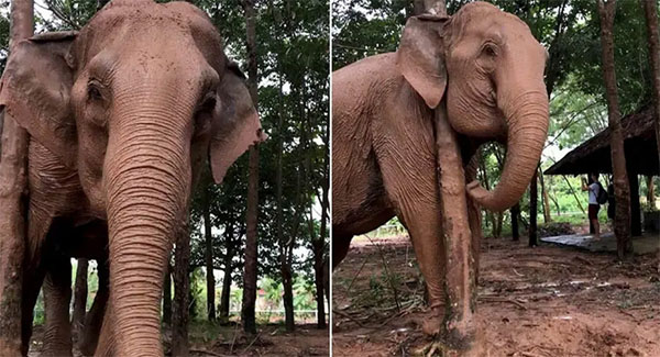 An Elephant Discovers Tree Trunk Is a Perfect Thing To Scratch A Jumbo Itch