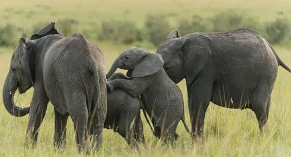 The Adorable Elephants Were Seen Climbing Over One Another And Running Around