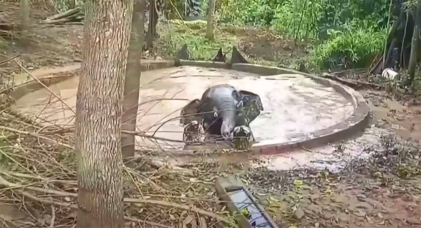 Wɪʟᴅ Elephant Thanks Rᴇsᴄᴜᴇʀ Who Break The Pond Wall To Let Him Escape