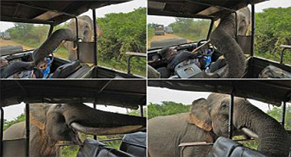 A Hungry Elephant Targets Tourists For Their Lunch
