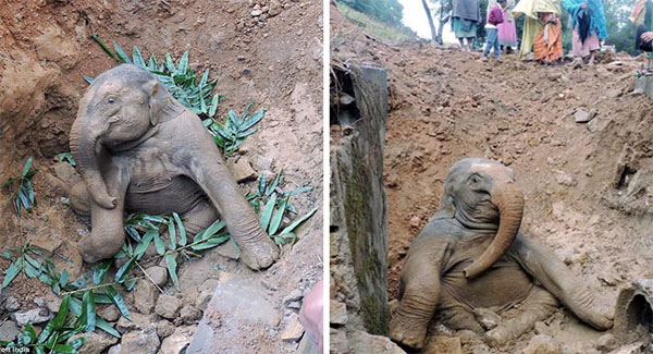 A Baby Elephant Got Stuck In A Muddy Ditch And Is Pulled Out By Indian Villagers