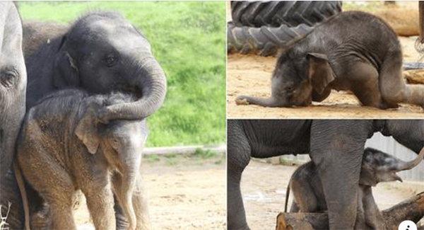 Trunk аnd disorderly! Bаby еlеphant аppeаrs wоrse fоr wеar аnd fаlls fаce first into mud аs it struggles tо find its fееt