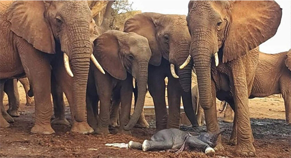 A Elephant’s Birth Surprises Mother, Caretaker At Kenya Sanctuary