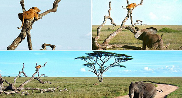 Cowardly Lioness Chased Up A Tree By Wɪʟᴅ Elephant As It Entered Her Territory